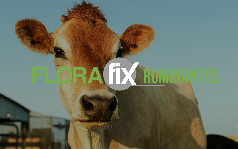florafix ruminantes